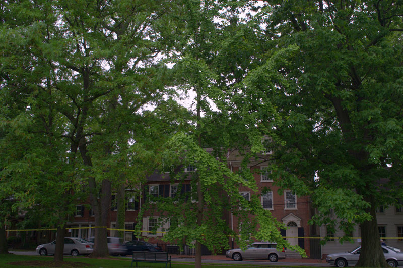 Ginkgo or Maidenhair Tree