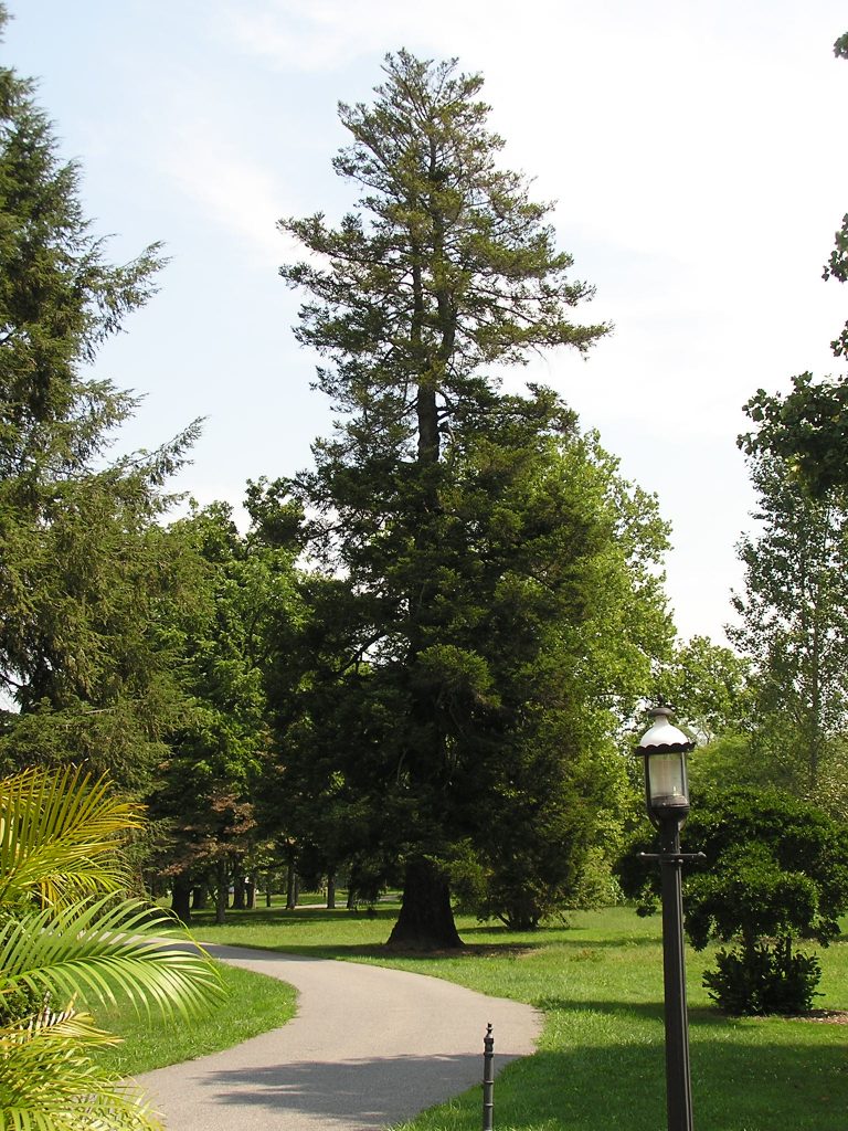 Delaware Forest Service publishes guide to big trees of Delaware