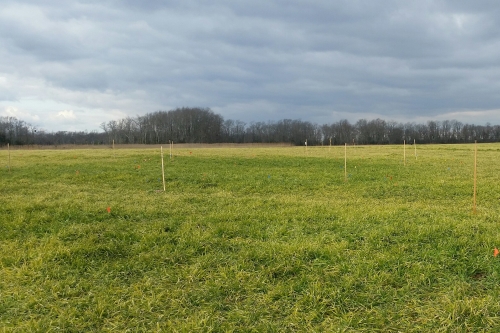 Photo of a field staked out as part of the search for the burial ground at the John Dickinson Plantation.