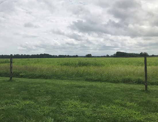 Photo of the view, from the John Dickinson Plantation’s log’d dwelling, looking across agricultural fields to the location of the African burial ground.