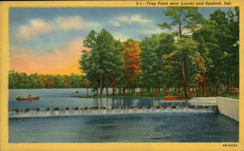 Image: Trap Pond State Park near Laurel and Seaford, Del., undated, Delaware Public Archives, 9015-028-000 Caley Postcard Collection. 