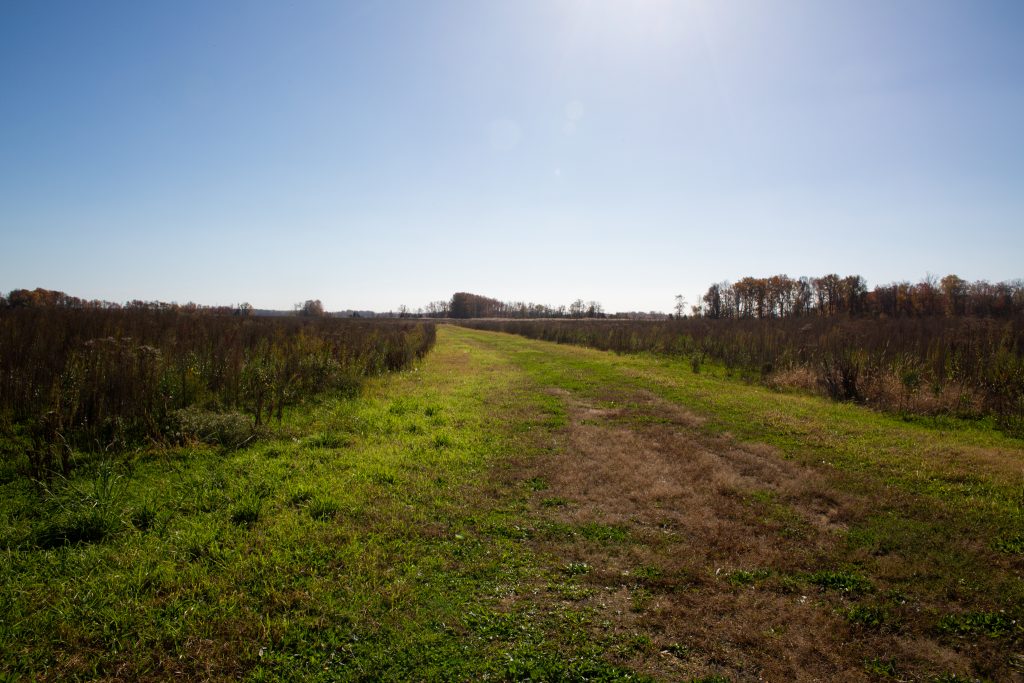 This image shows a view as of late 2022 of the old farm lane that will be converted into a pathway for the public, looking south toward the St. Jones River.