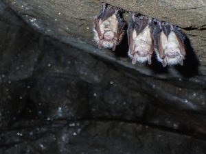 Three small tri-colored bats hang from a cave. USFWS photo