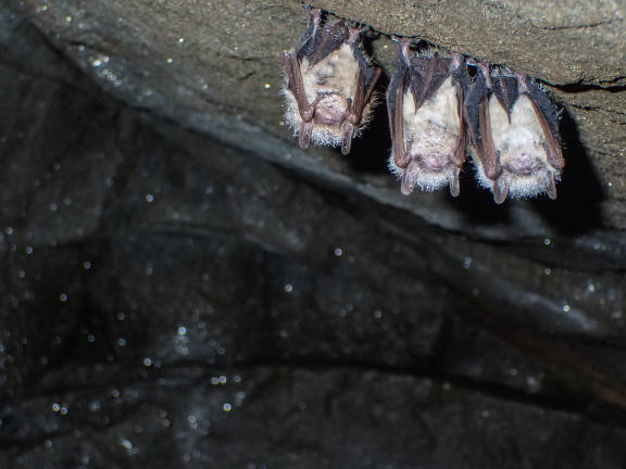 Why it’s worth considering a bat house for historic preservation ...