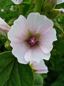 An image of a marsh mallow flower, which is a type of hibiscus.