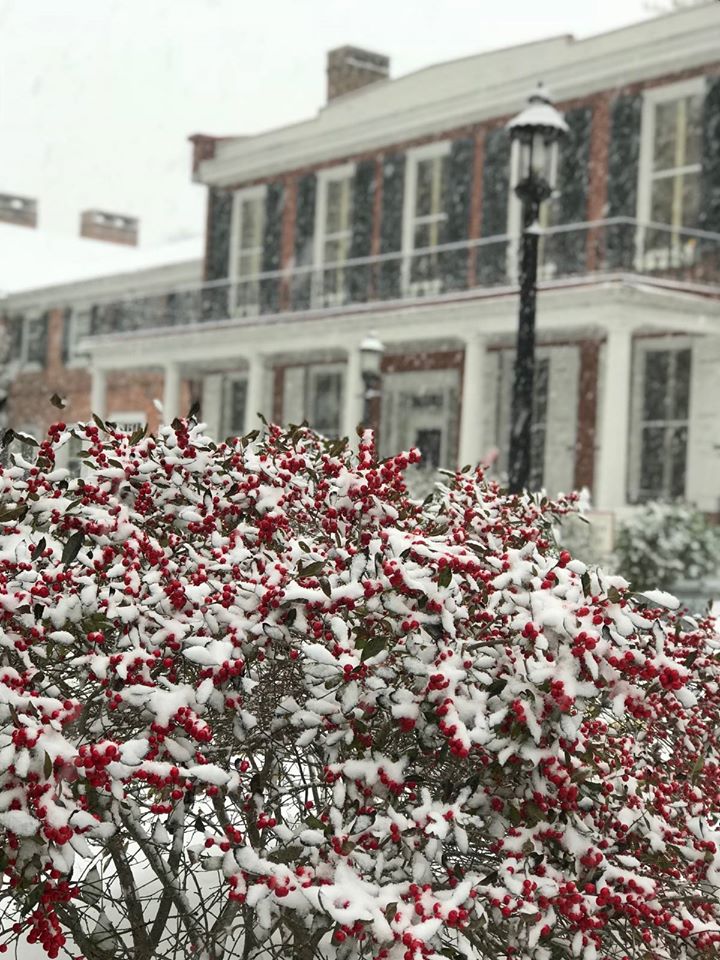 Photo of bright red berry bush covered in snow, historic building in background
