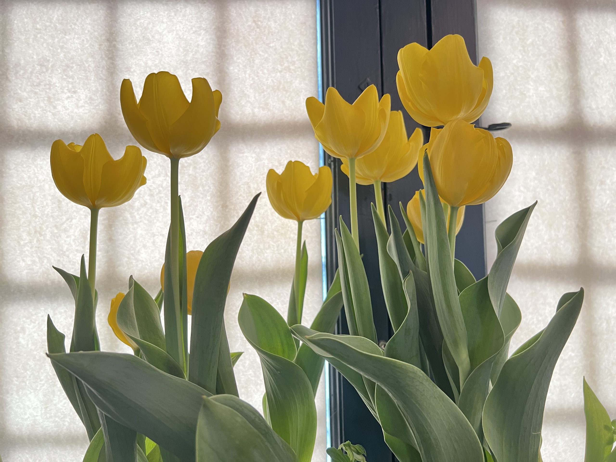 Spring blooms in Lewes and at Zwaanendael Museum in Spring 2024.