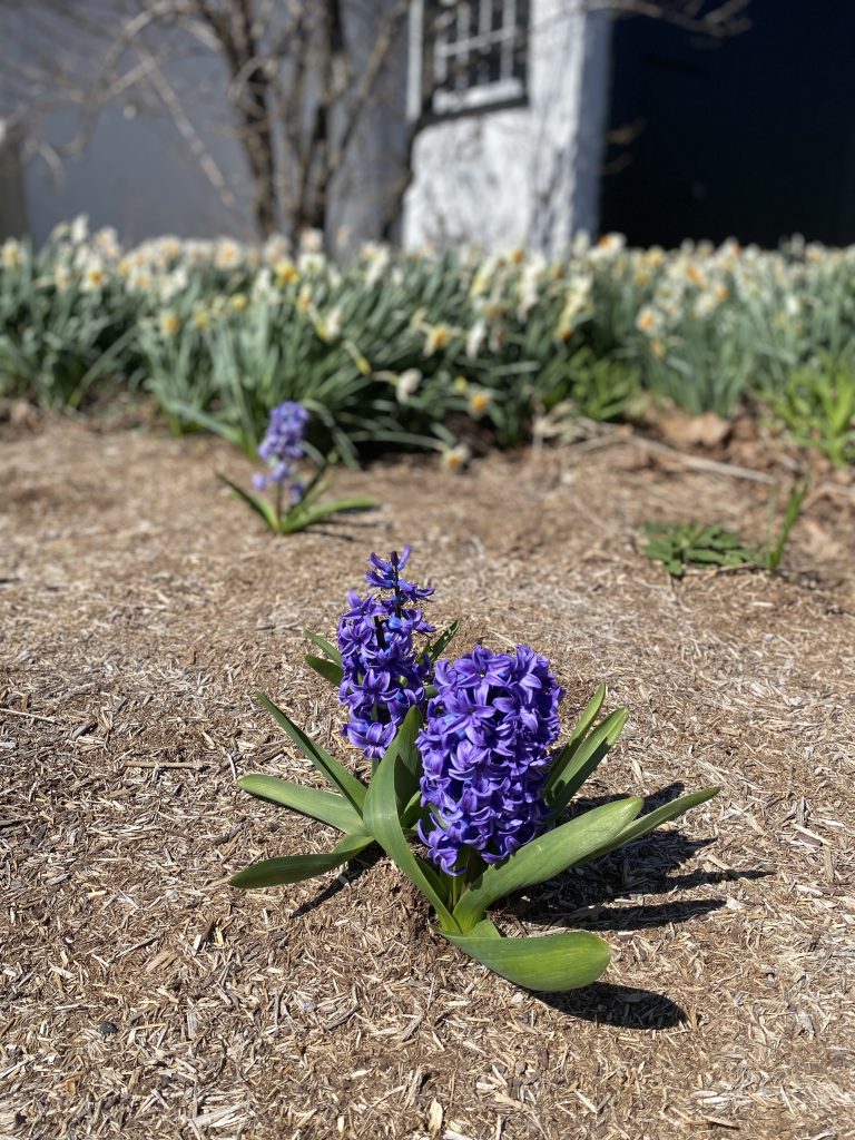 Flowers blooming at Buena Vista in Spring 2024.