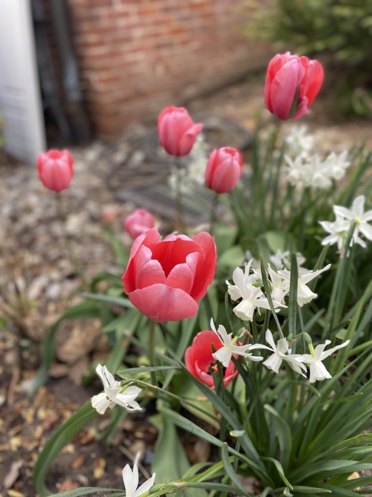 Red/pink tulips and white flowers at Buena Vista in Spring 2024.