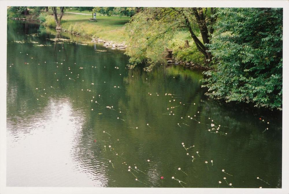 White carnation flowers are seen floating down the Brandywine River.