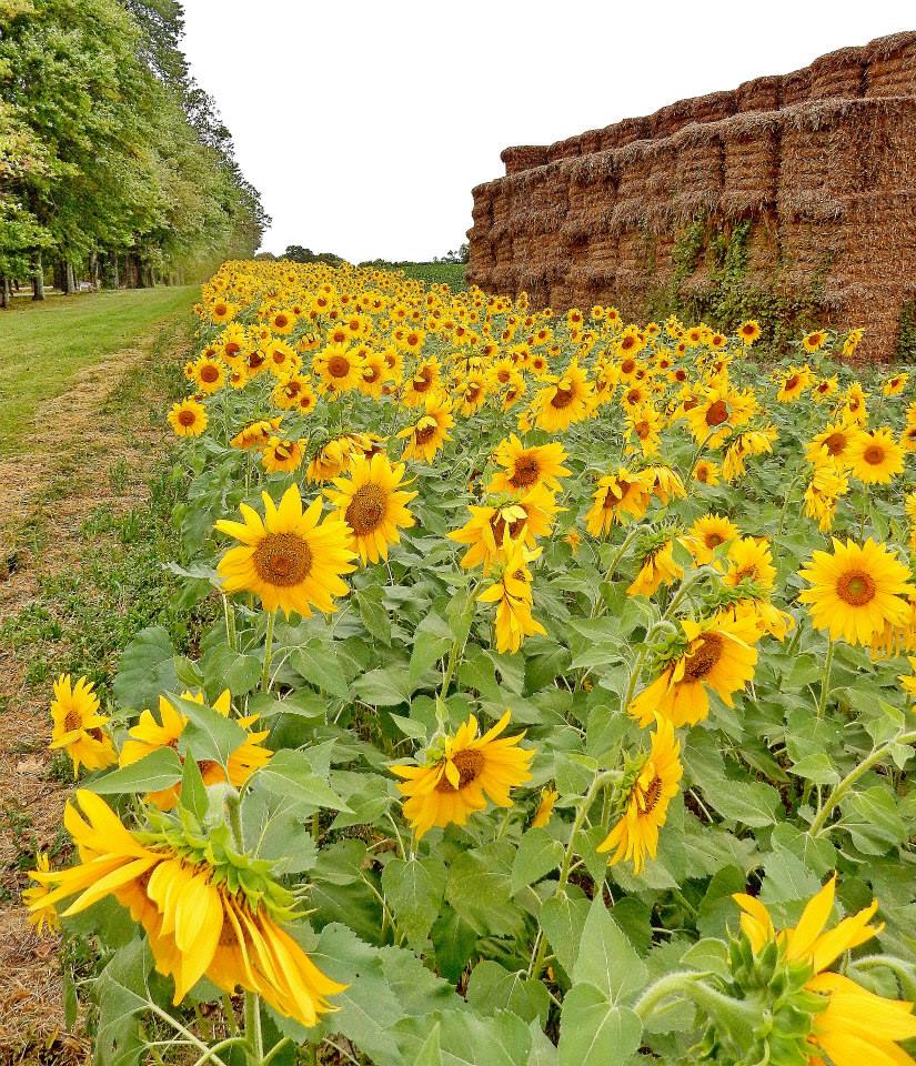 Fields of sunflowers near Buena Vista