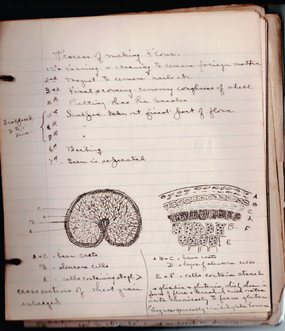 Eleanor Bedford Wilkins Cooch's lab notes at the College for Women