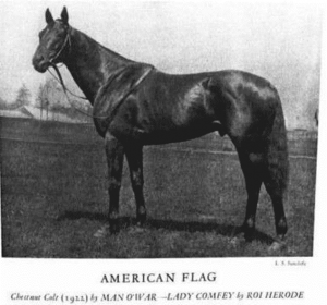 American Flag, a race horse who retired in 1942. Wikipedia imag