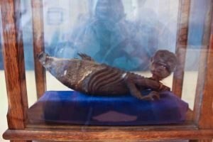 A glass case containing a small merman figure.
